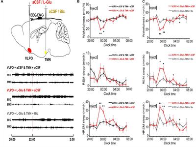 The Interaction Between the Ventrolateral Preoptic Nucleus and the Tuberomammillary Nucleus in Regulating the Sleep-Wakefulness Cycle